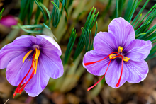 Crocus Sativus Saffron Bulbs (Autumn F 